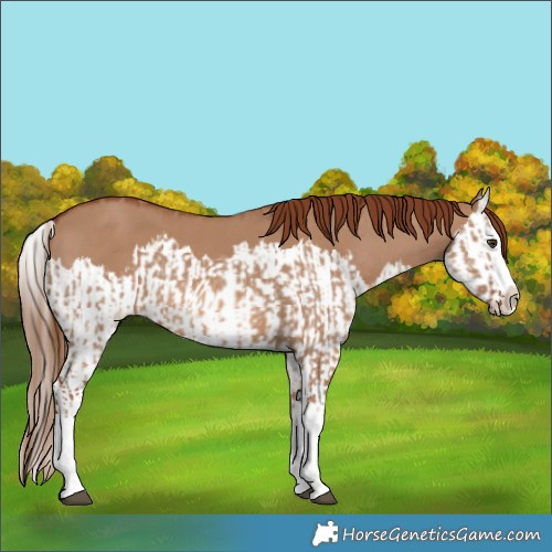 Horse Color:Red Dun Splash and Red Dun Splash