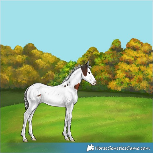 Horse Color:Silver Brown Splash Tobiano 