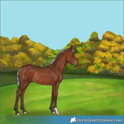 Horse Color:Silver Bay Rabicano