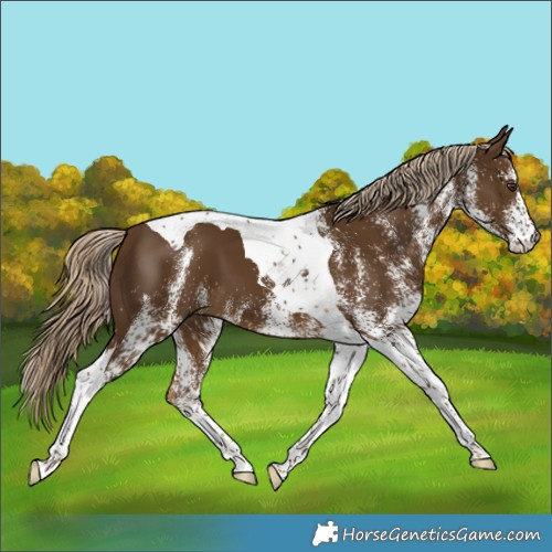 Horse Color:White Spotted Chocolate Palomino Tobiano 
