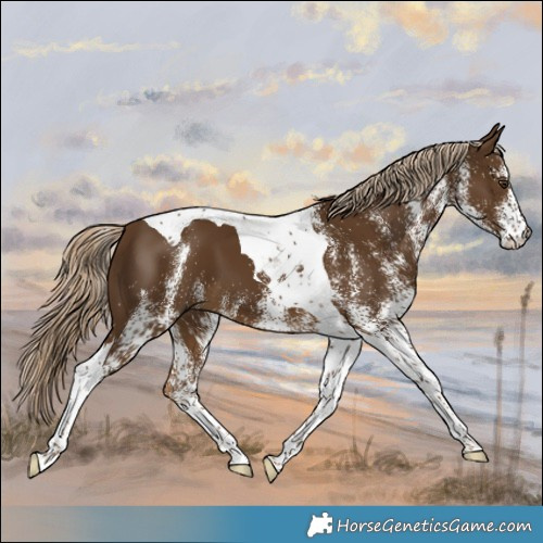 Horse Color:White Spotted Chocolate Palomino Tobiano 