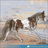 Horse Color:White Spotted Chocolate Palomino Tobiano 