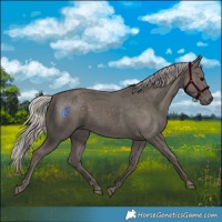 Horse Color:Silver Black 