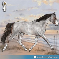 Horse Color:White Spotted Liver Red Roan