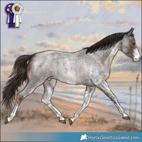 Horse Color:White Spotted Liver Red Roan