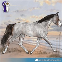 Horse Color:White Spotted Liver Red Roan 