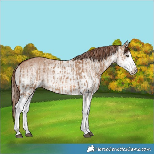Horse Color:Red Dun Splash  and White Spotted Red Dun Splash 