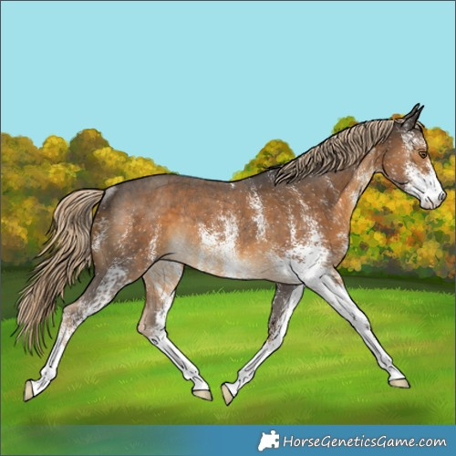 Horse Color:White Spotted Chocolate Palomino Rabicano 