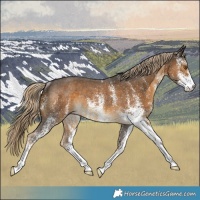 Horse Color:White Spotted Chocolate Palomino Rabicano 