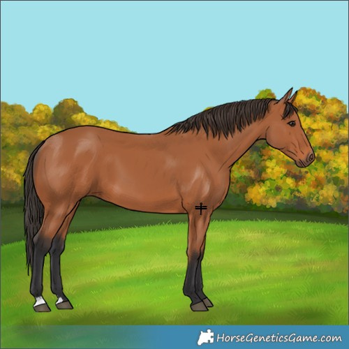 Horse Color:Bay 