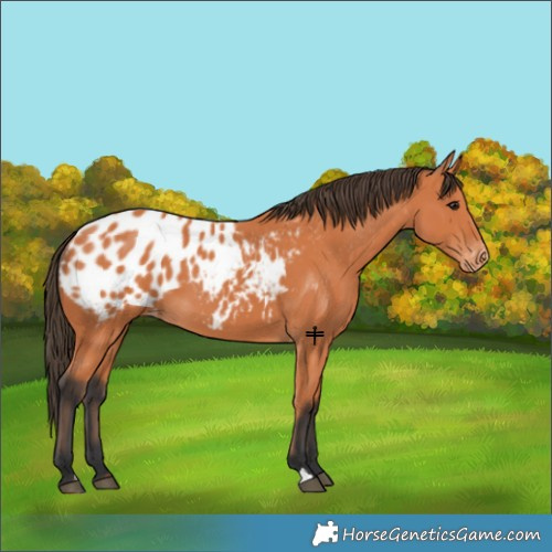 Horse Color:Bay Appaloosa 