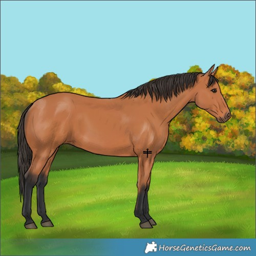 Horse Color:Bay 