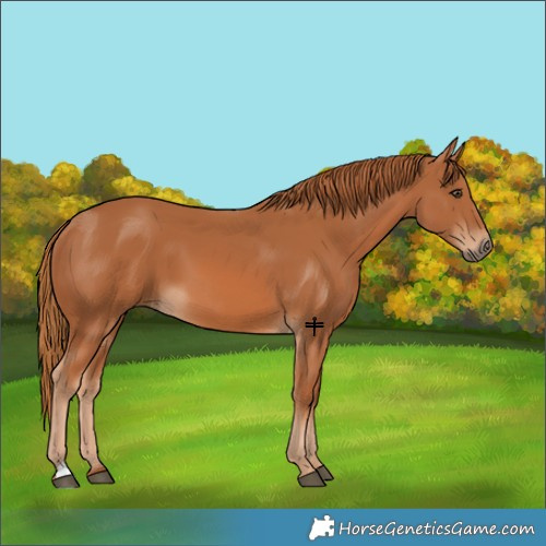 Horse Color:Chestnut 