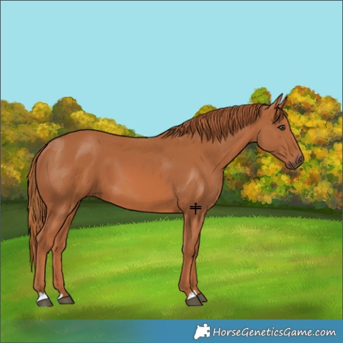 Horse Color:Chestnut 