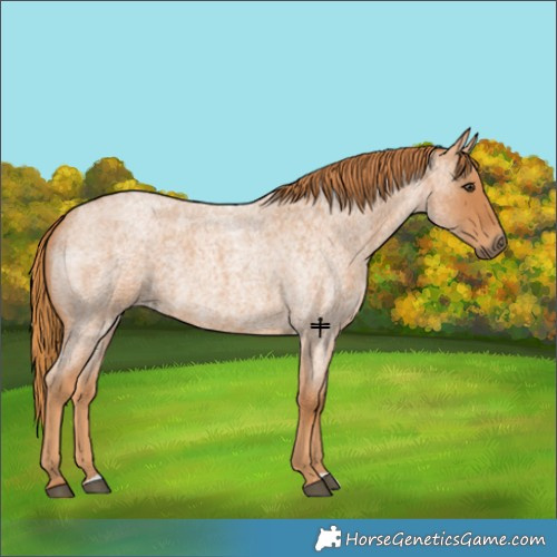 Horse Color:Red Roan 