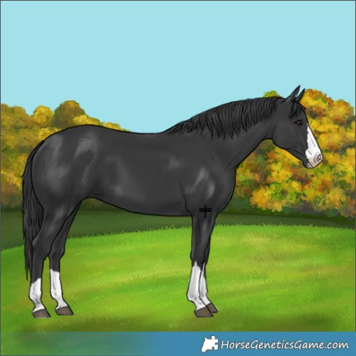 Horse Color:Black 