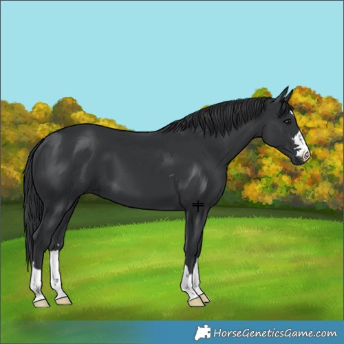 Horse Color:Black 