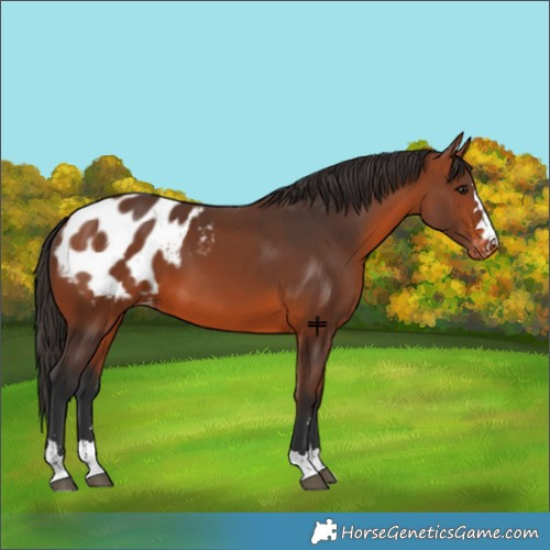 Horse Color:Bay Blanket 