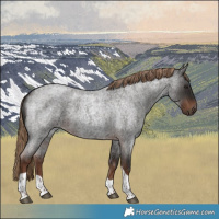 Horse Color:Liver Red Roan Tobiano