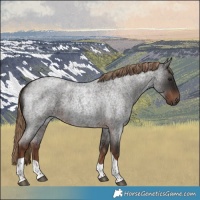 Horse Color:Liver Red Roan Tobiano