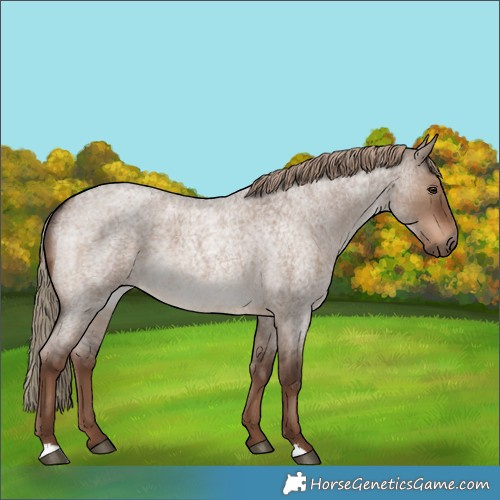 Horse Color:Liver Red Dun Roan 