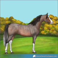 Horse Color:Brown Roan Splash 