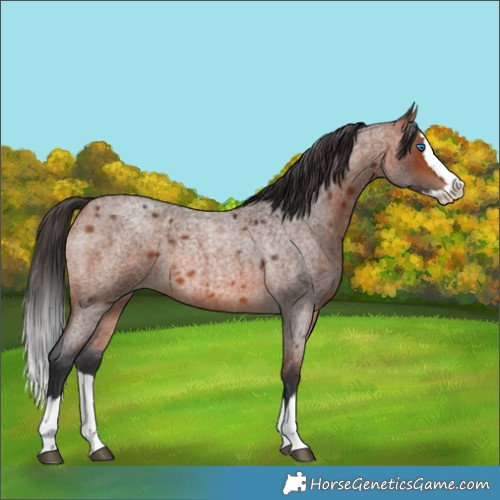 Horse Color:Bay Roan Splash