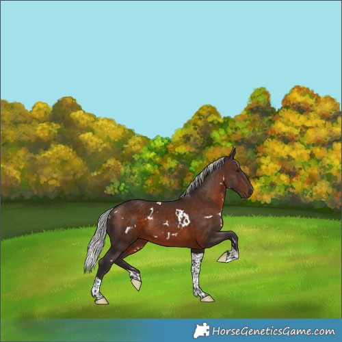 Horse Color:White Spotted Silver Brown Tobiano