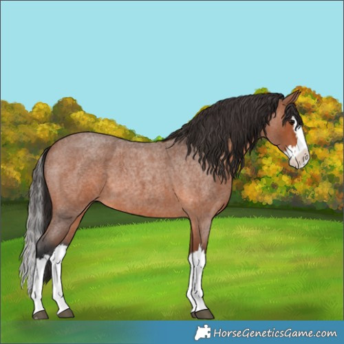 Horse Color:Bay Roan Splash 