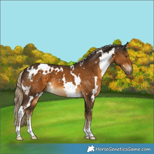 Horse Color:White Spotted Chocolate Palomino 