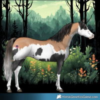 Horse Color:Black Splash and Bay Dun Splash