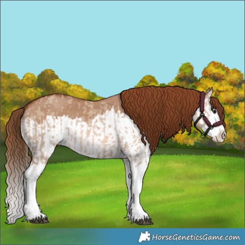 Horse Color:Red Dun Splash  and Red Dun Splash 