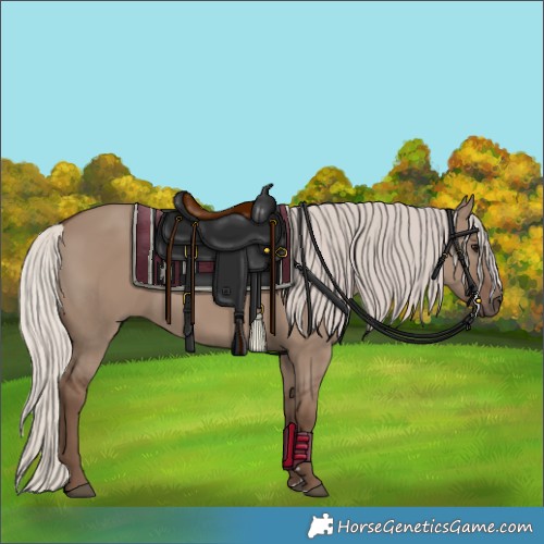 Horse Color:Silver Grullo 