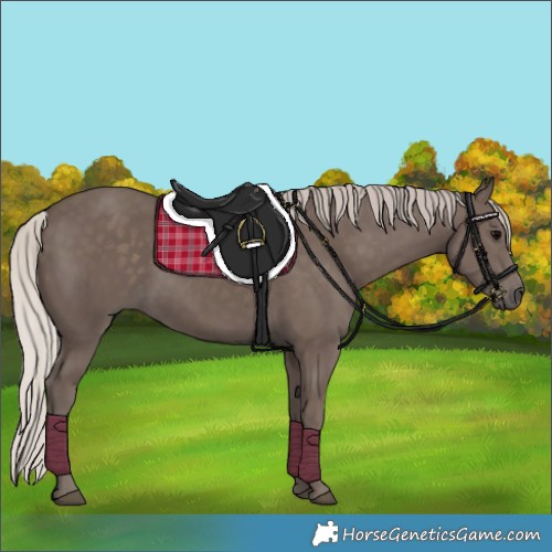Horse Color:Silver Black 