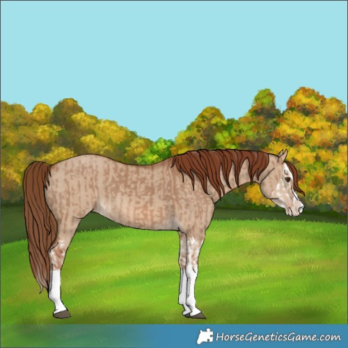 Horse Color:Red Dun Splash  and Red Dun Splash 