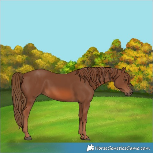 Horse Color:Chestnut 