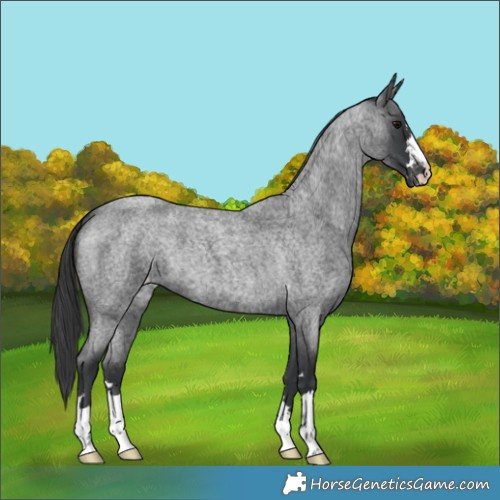Horse Color:Blue Roan Appaloosa 