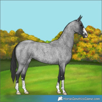 Horse Color:Blue Roan Appaloosa 