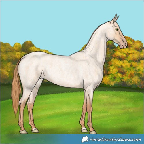 Horse Color:Gold Champagne Roan Dun 