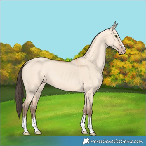 Horse Color:Amber Champagne Dun 