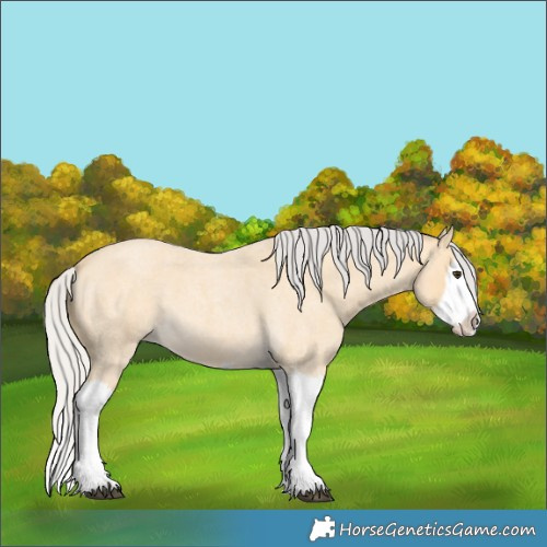 Horse Color:Silver Buckskin Roan Splash 