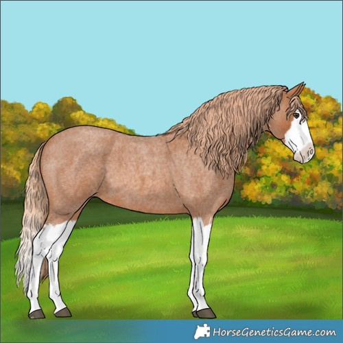 Horse Color:Red Roan Splash 