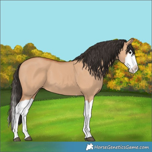 Horse Color:Bay Dun Splash