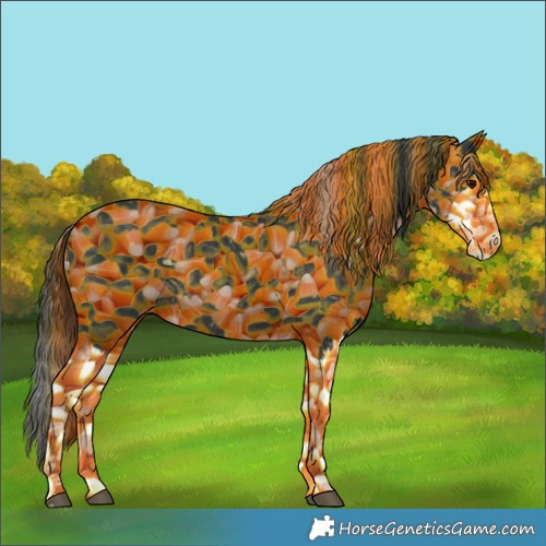 Horse Color:Black Splash 