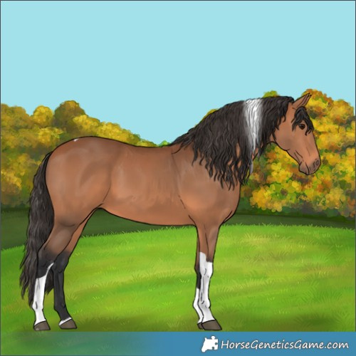 Horse Color:Bay Tobiano 