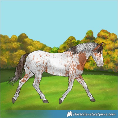 Horse Color:Bay Splash Tobiano Appaloosa  and Bay Splash Tobiano Appaloosa 