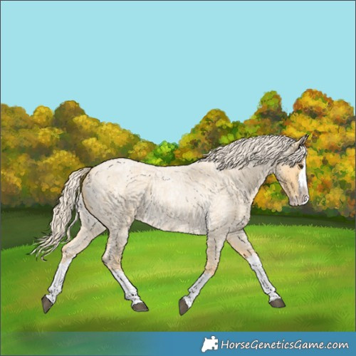 Horse Color:Palomino Roan Splash 