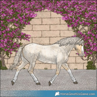 Horse Color:Palomino Roan Splash 