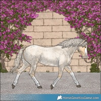 Horse Color:Palomino Roan Splash