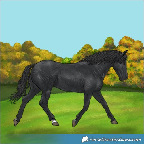 Horse Color:Black 